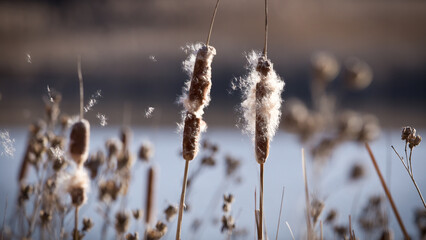 Soft fluffy seeds are blown into the air from brown seeding cattails with soft de-focused background and copy space