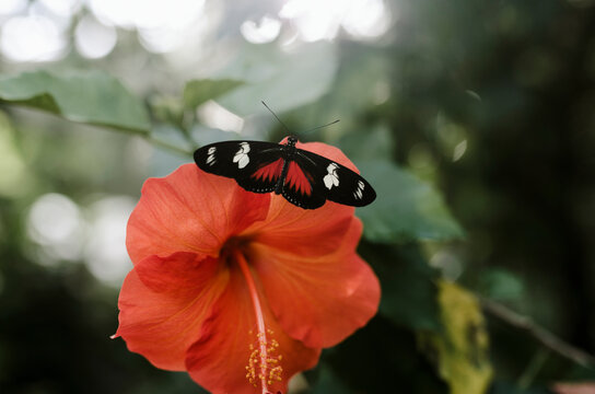 Close-up of Laparus doris on hibiscus