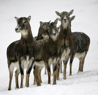 European mouflon (Ovis ammon musimon) in winter.  Serrania de Cuenca Natural Park