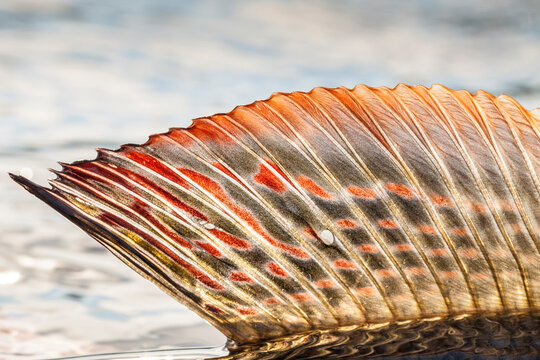 Details of grayling fish caught while fly fishing in Swedish Lapland.