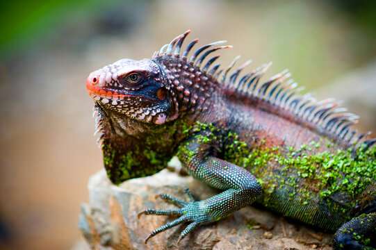 A green iguana in St Thomas, US Virgin Islands.