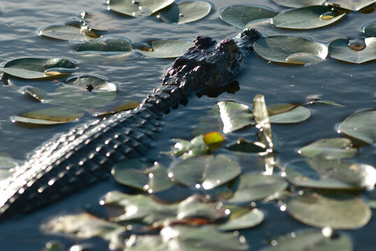 Laguna Ibera, Esteros del Ibera, Corrientes Province