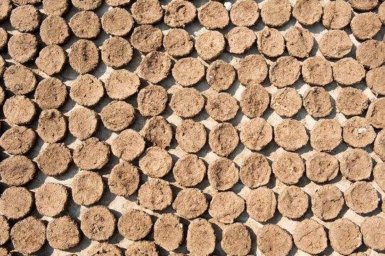 Cow dung drying on sun to be used a fuel for fire, Varanasi (Benares), India.