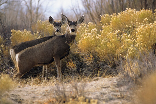A pair of mule deer pause near a trail in Great Sand Dunes National Park, Colorado.
