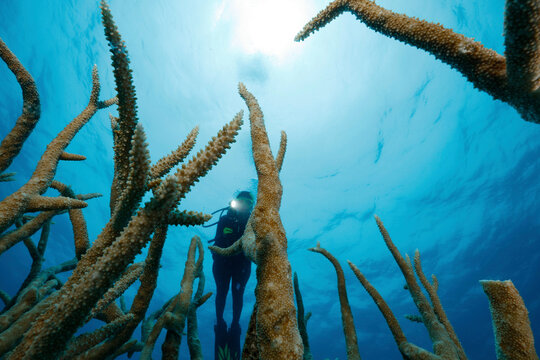 Staghorn coral&Acirc;&nbsp;(Acropora cervicornis), Far North, Great Detached Reef, Great Barrier Reef, Australia