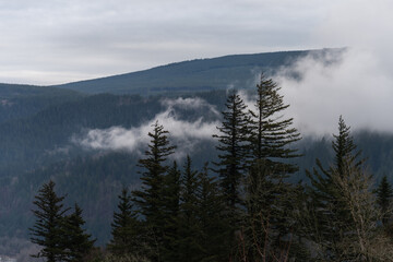 Foggy mountain forest trees of the Pacific Northwest