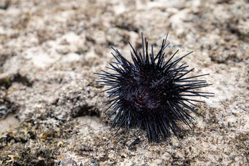 a large black male sea urchin in its natural habitat, in a coral reef in the Indian Ocean, Kenya