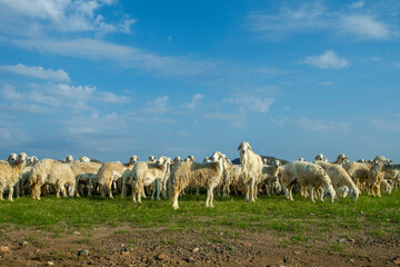 saudi arabian goat farming in winter