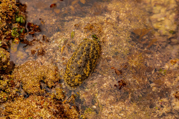 a black sea cucumber (trepang) lies in the palm of a person against the backdrop of a coral reef, its natural habitat. Africa, Kenya