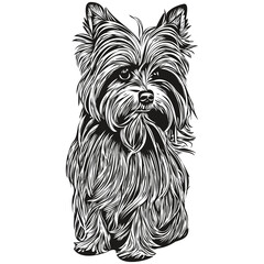 Yorkshire Terrier dog hand drawn illustration, black and white vector pets logo line art