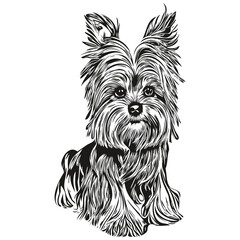 Yorkshire Terrier dog hand drawn illustration, black and white vector pets logo line art
