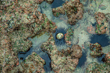 a large black male sea urchin in its natural habitat, in a coral reef in the Indian Ocean, Kenya