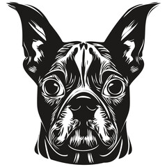 Fototapeta na wymiar Boston Terrier dog hand drawn line art vector drawing black and white logo pets illustration