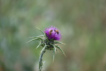 thistle flower with bee