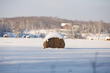 Hay bales in a hayfield in Ontario, Canada.