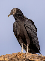 Black Vulture standing on tree limb