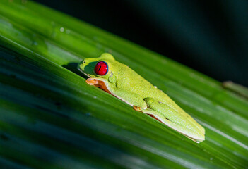 red eyed tree frog costa rica showing its red eyes and hiding in green leaves making use of its camouflage 