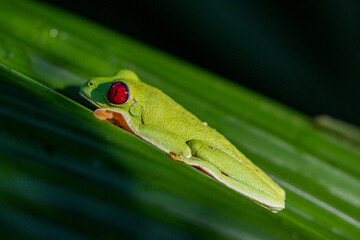 red eyed tree frog costa rica showing its red eyes and hiding in green leaves making use of its camouflage 