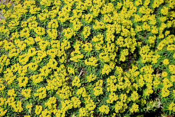 The Tree Spurge (Euphorbia dendroides) on the xerothermic grassland in Crete