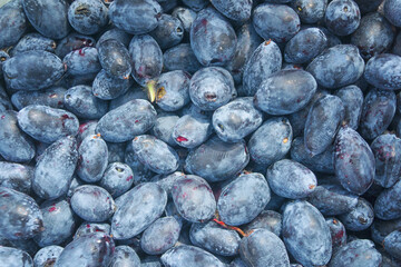 Dark purple fruits honeysuckle berries close-up. Vintage abstract pattern honeysuckle.