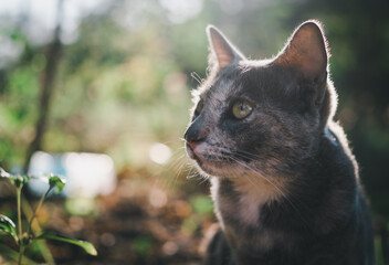 close up cat portrait on the green lawn with space and background sun light