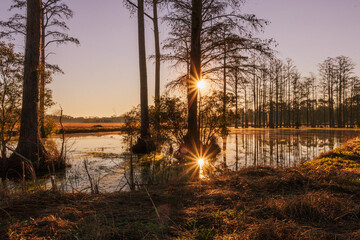 Morning Sunrays over a swamp