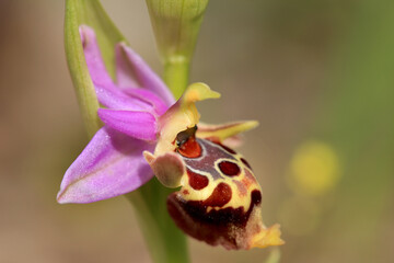 The woodcock bee-orchid (Ophrys scolopax ssp. heldreichii) on the xerothermic grassland in Crete