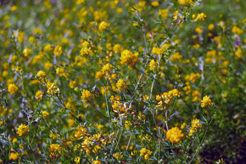 Yellow wild flowers beautiful natural summer background close-up.