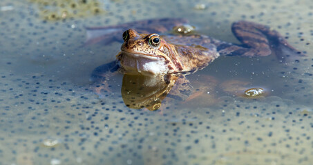 European Common brown Frog Rana temporaria with eggs