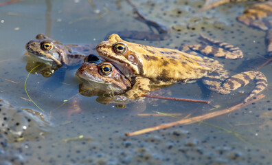 European Common brown Frogs latin Rana temporaria eggs