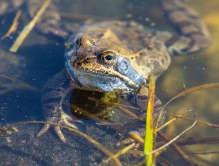 European Common brown grass Frog Rana temporaria