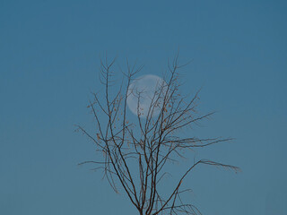 Fototapeta na wymiar February Moon