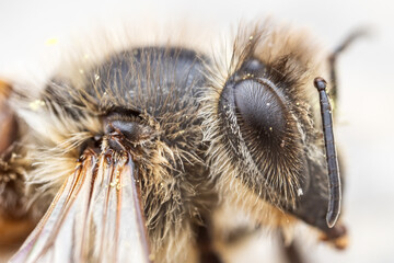 Close up side view of a honey bee's eye