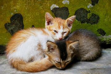 a ginger and a black kitten sleep on a floor    