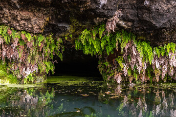 Fuente de agua con Vegetación, en la isla de La Palma.