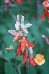 Close up on yellow pea, lathyrus laevigatus. Lathyrus laevigatus is a rare relict plant, listed in the Red Book.