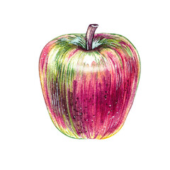 Watercolor apple red-green on a white background
