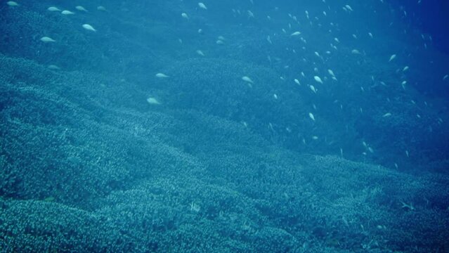 珊瑚礁と小魚の群れ