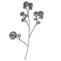 Outline Flower on Branch. Floral Illustration. Hand drawn continuous line wild elegant herb. 