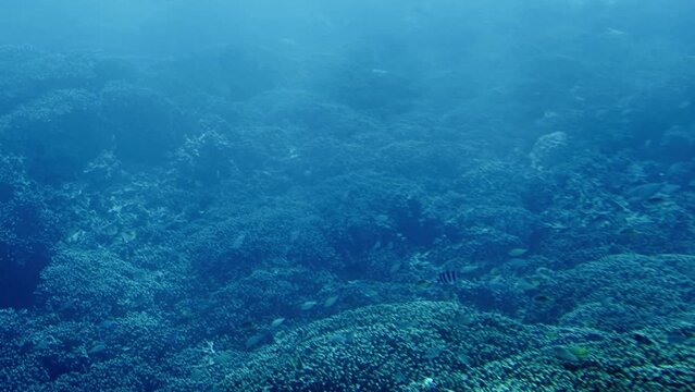 珊瑚礁と小魚の群れ