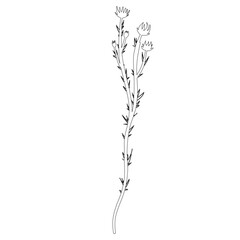 Fototapeta na wymiar Outline Flower on Branch with Leaves. Floral Illustration. Hand drawn continuous line wild elegant herb. 