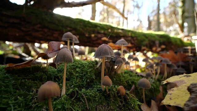 A group of mushrooms in autumn on a slow motion close up in the sun