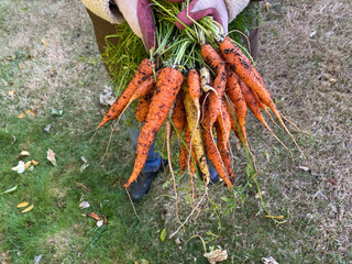 Carrots pulled from garden outside
