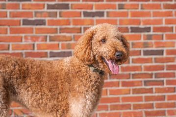 Obedient Goldendoodle Dog walking near shops in the city plaza. Obedient dog shopping with owner. 