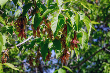 Acer negundo, the box elder, boxelder maple, Manitoba maple or ash-leaved maple, is a species of maple native to North America. It is a fast-growing, short-lived tree with opposite, compound leaves.