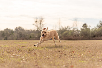 Obraz na płótnie Canvas Yellow Labrador retriever running and playing in a field. Purebred lab enjoying the park. 