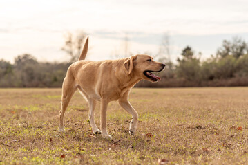 Yellow Labrador retriever running and playing in a field. Purebred lab enjoying the park. 