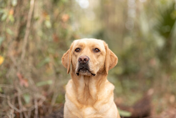 Yellow Labrador retriever. Purebred lab enjoying the park. Portrait of a dog. 