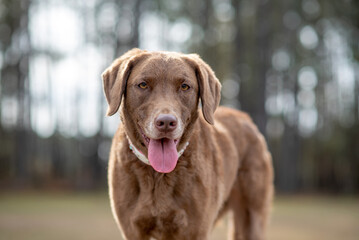 Chesapeake bay retriever. Dog Chesapeake Bay Retriever in the field. 