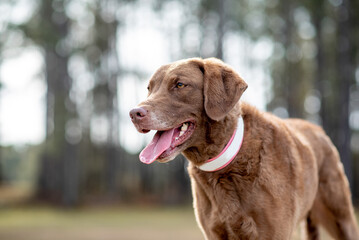 Chesapeake bay retriever. Dog Chesapeake Bay Retriever in the field. 